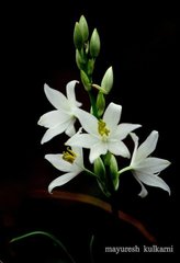 Chlorophytum tuberosum