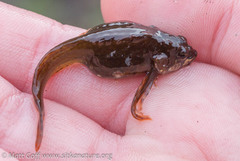 Clinocottus acuticeps