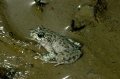 Pelodytes punctatus