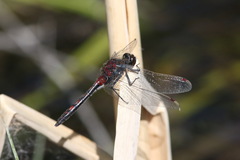 Leucorrhinia rubicunda