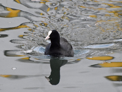Fulica atra