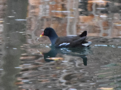 Gallinula chloropus