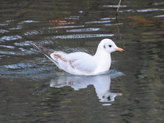 Chroicocephalus ridibundus
