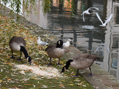 Branta canadensis