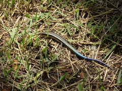 Plestiodon finitimus