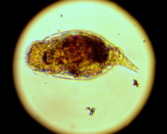 Bdelloidea