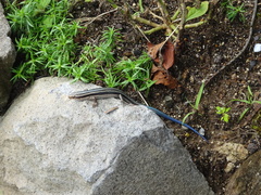 Plestiodon finitimus