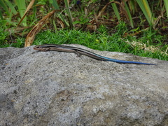 Plestiodon finitimus