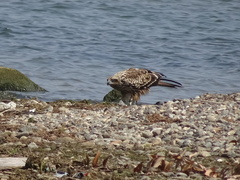 Milvus migrans lineatus