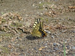 Papilio machaon hippocrates