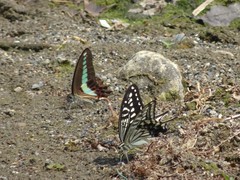 Graphium sarpedon nipponum