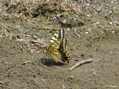 Papilio machaon hippocrates