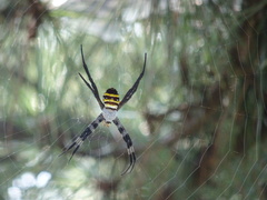 Argiope amoena