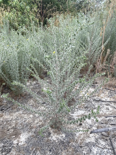 iNaturalist observation photo of southern tarplant