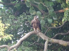 Milvus migrans lineatus