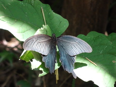 Papilio demetrius