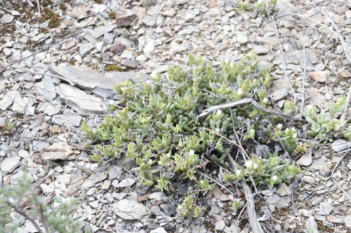Image of Delosperma litorale by (c) Tony Rebelo, some rights reserved (CC BY-SA)