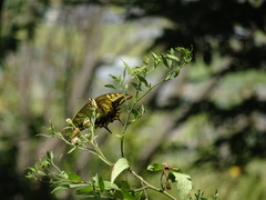 Papilio machaon hippocrates