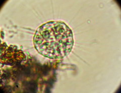Heliozoa