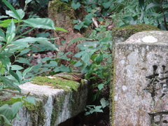 Elaphe quadrivirgata