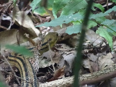 Elaphe quadrivirgata