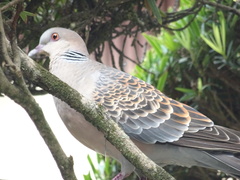 Streptopelia orientalis