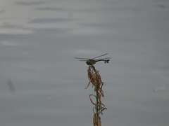 Sinictinogomphus clavatus
