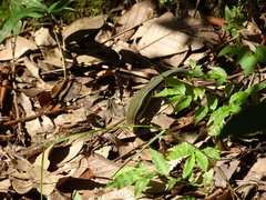 Plestiodon japonicus