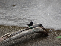 Atrocalopteryx atrata