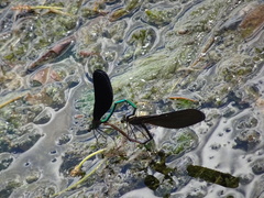 Atrocalopteryx atrata