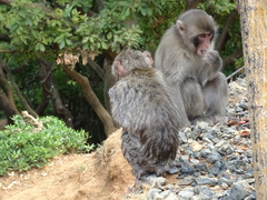 Macaca fuscata fuscata