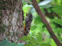 Graptopsaltria nigrofuscata