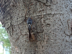 Graptopsaltria nigrofuscata