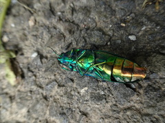 Chrysochroa fulgidissima