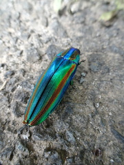 Chrysochroa fulgidissima