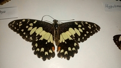 Papilio demoleus