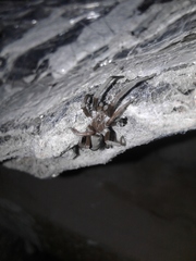 Kukulcania hibernalis