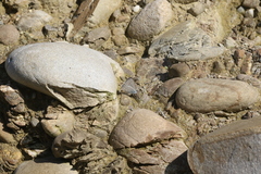 Catochrysops panormus exiguus