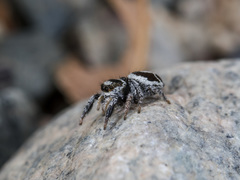 Pellenes geniculatus