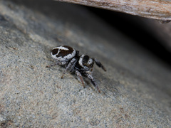 Pellenes geniculatus