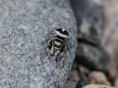 Pellenes geniculatus