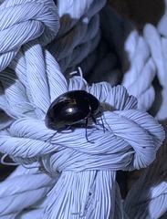 Amarygmus