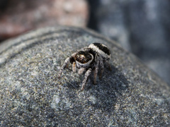 Pellenes geniculatus