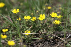 Potentilla heptaphylla