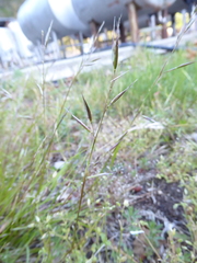 Rytidosperma buchananii
