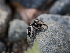 Pellenes geniculatus