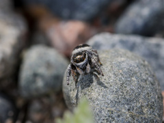 Pellenes geniculatus