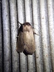 Bityla defigurata