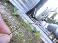 Rytidosperma buchananii