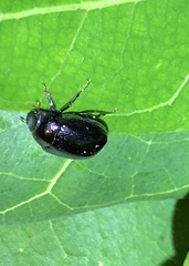 Apogonia cribricollis